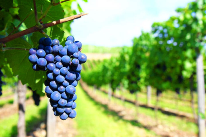 Quinta Vale do Armo Quinta Vale do Armo